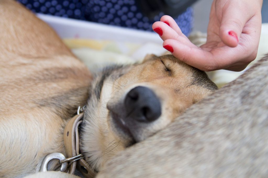 person petting brown dog
