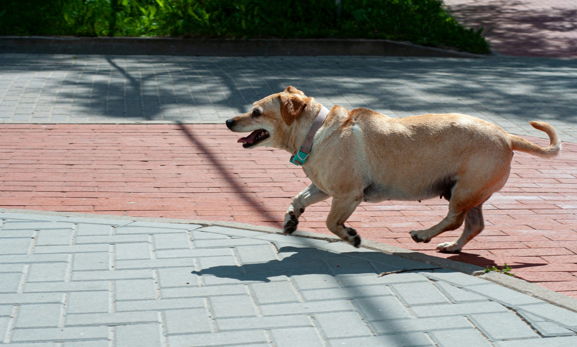 A dog walking down a sidewalk with its mouth open