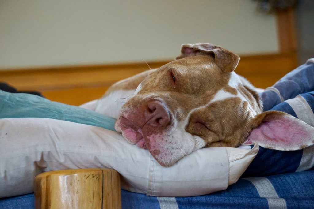 a brown and white dog laying on top of a pillow